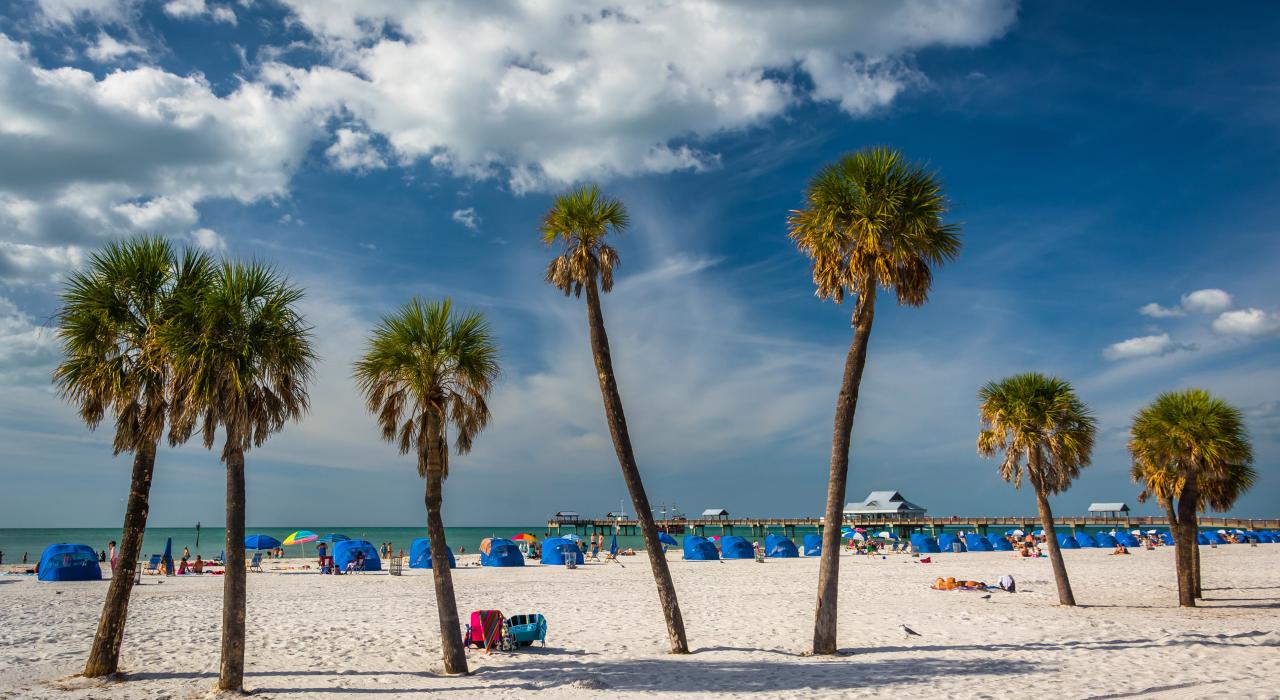 佛罗里达州清水湾海滩上的棕榈树