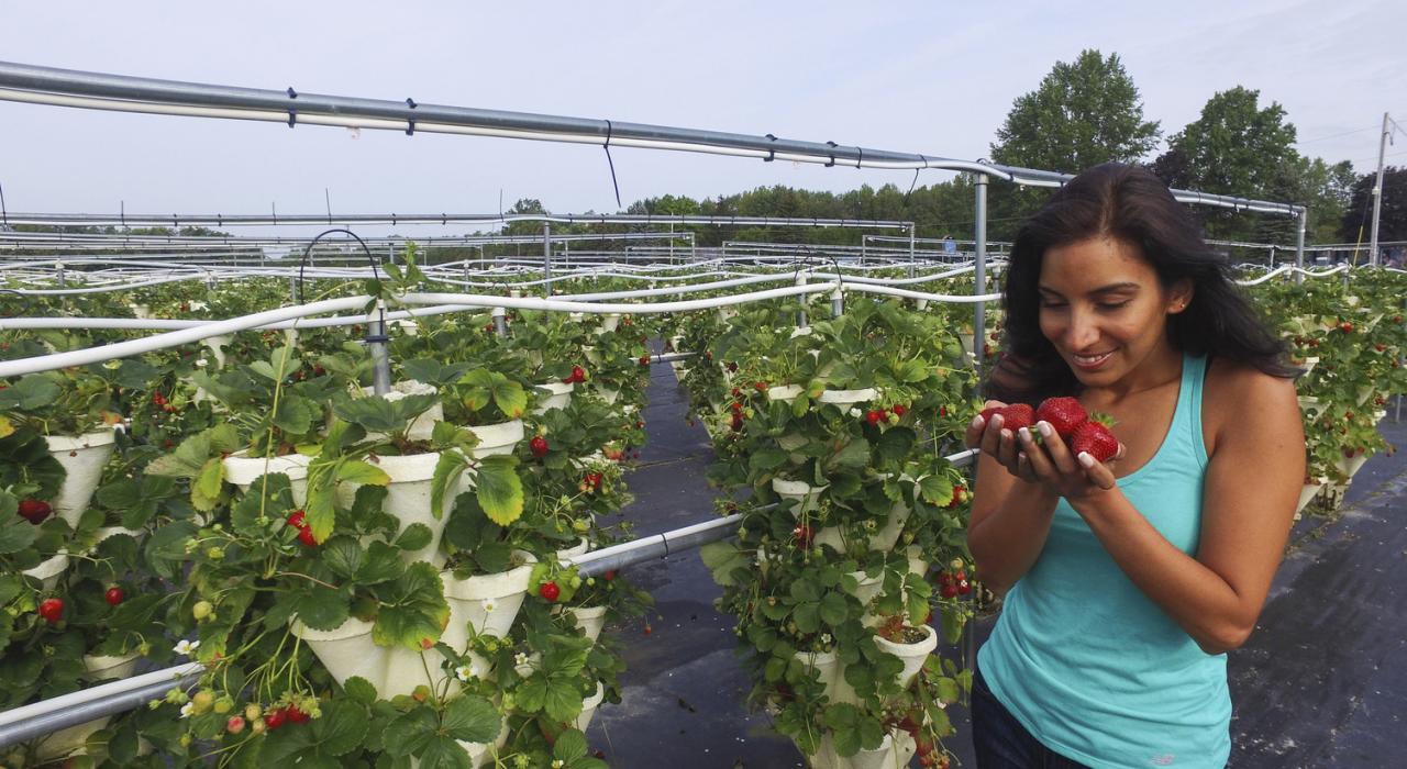 纽约州手指湖甜品品尝活动期间的一个目的地 Strawberry Fields U-Pick Hydroponic Farm 农场 纽约州手指湖甜品品尝活动期间的一个目的地 Strawberry Fields U-Pick Hydroponic Farm 农场