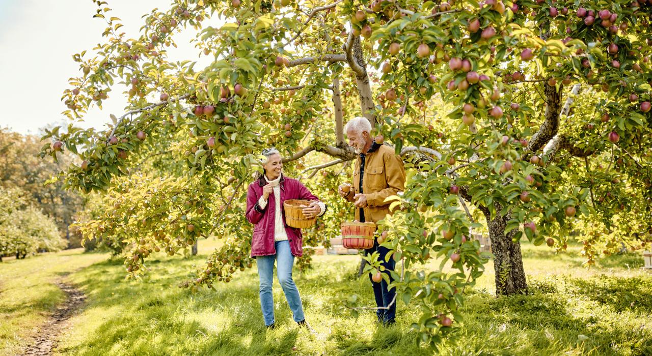 在缅因州达马里斯科塔的 Biscay Orchard 果园采摘苹果 在缅因州达马里斯科塔的 Biscay Orchard 果园采摘苹果