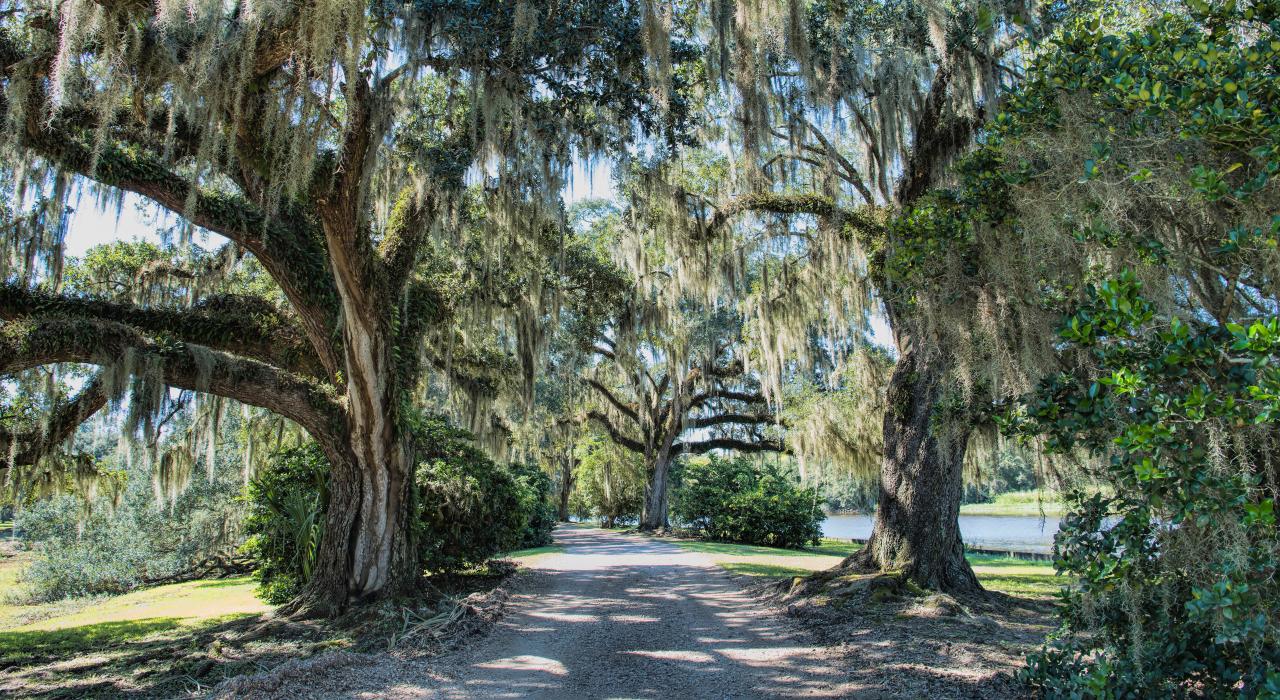 在路易斯安那州艾弗里艾兰游览丛林公园