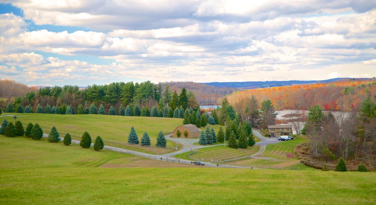 位于纽约州贝塞尔伍兹的伍德斯托克音乐节举办现场