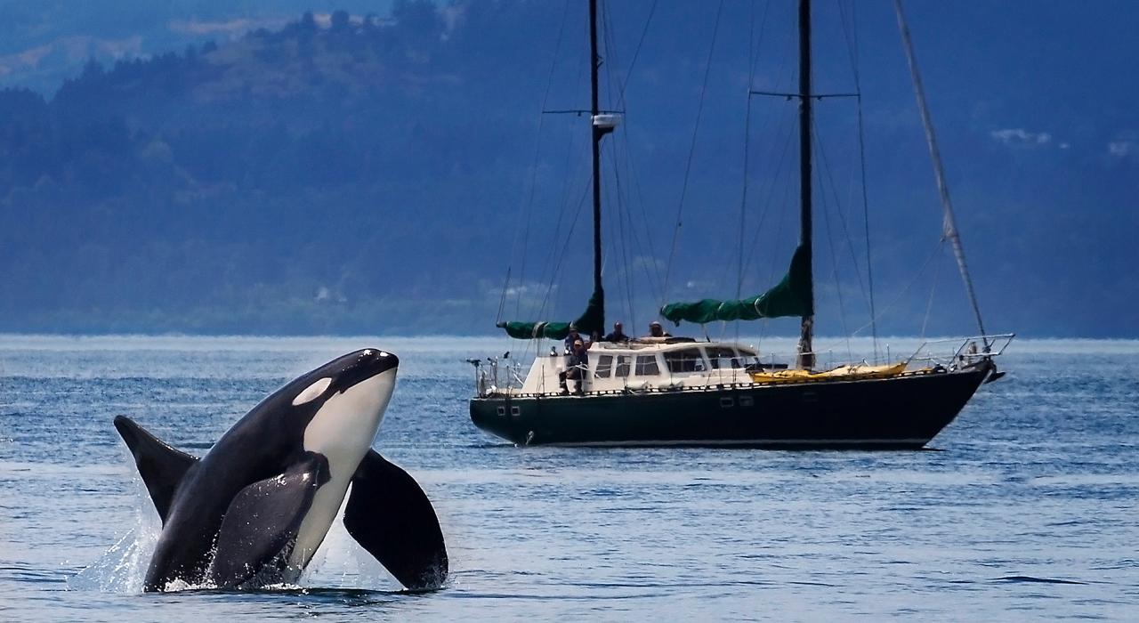 在华盛顿州圣胡安群岛外的水域虎鲸破水而出