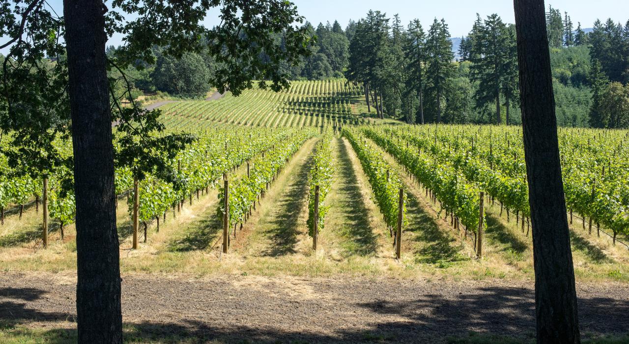 俄勒冈州威拉米特河谷内的葡萄园