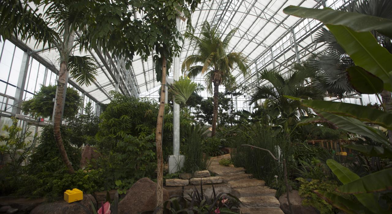 伊利诺伊州罗克福德尼古拉斯温室花园的奇花异植