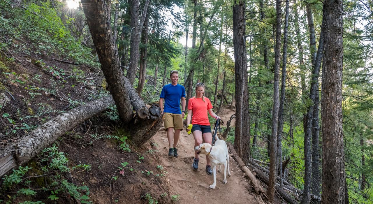 徒步穿越高山森林中的 Ute 小道
