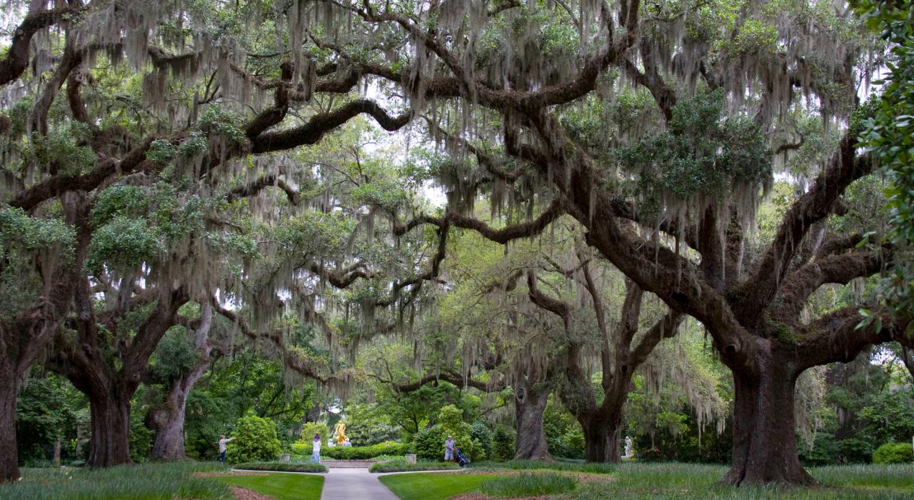 南卡罗来纳州帕利斯岛附近景色怡人的布鲁克格林花园，园内有许多小径和雕塑，还有一座动物园