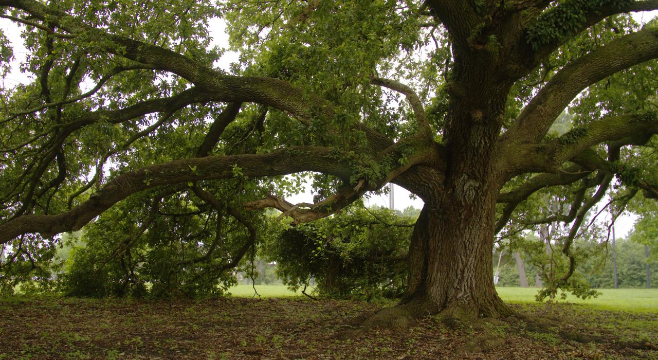 路易斯安那州阿查法拉亚盆地