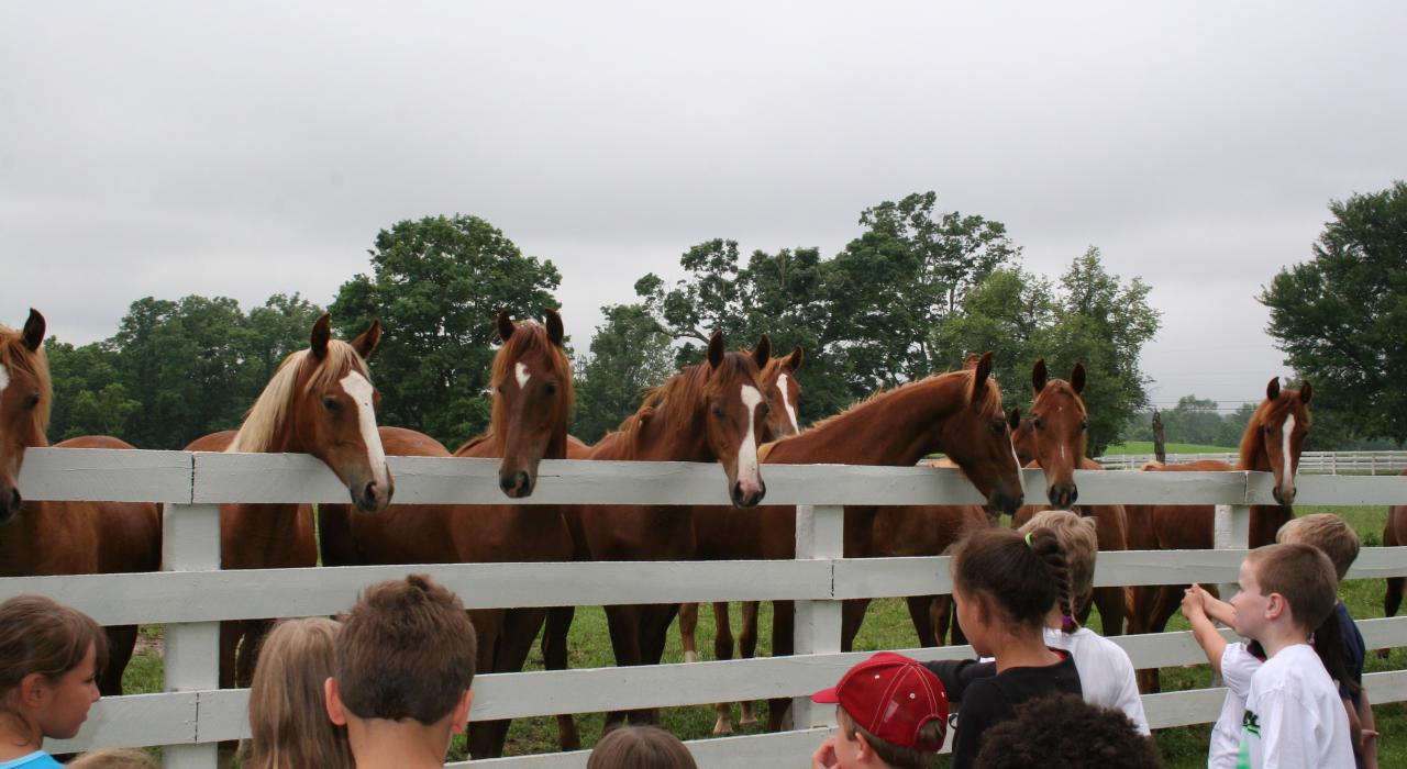 在田纳西州谢尔比维尔的马场，儿童与马匹互动