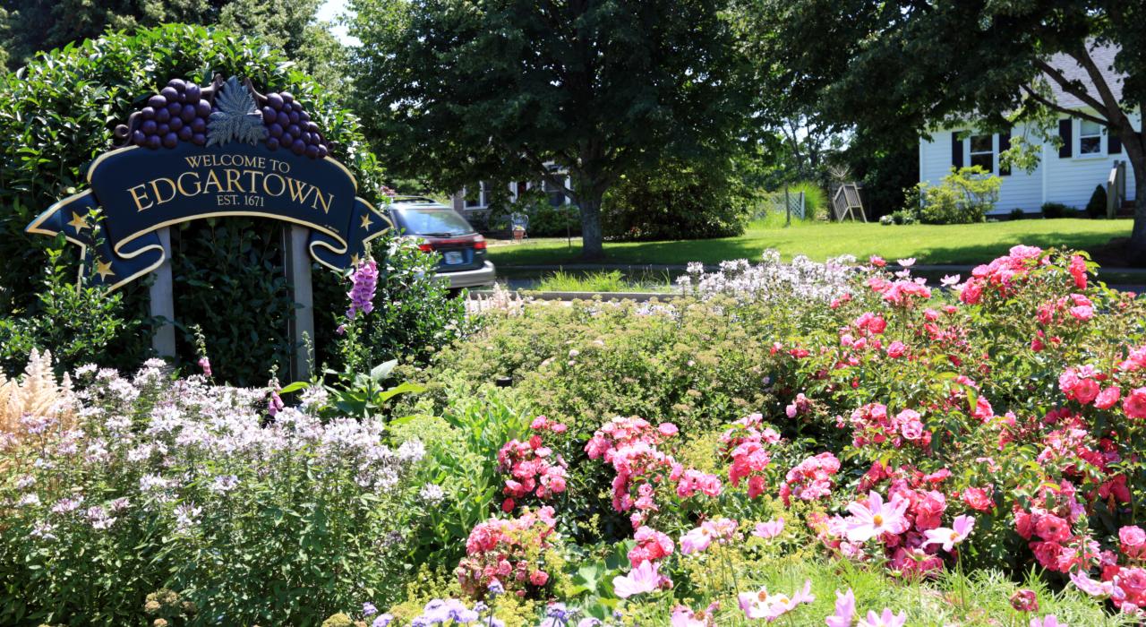 马萨诸塞州玛萨葡萄园岛埃德加敦的鲜花