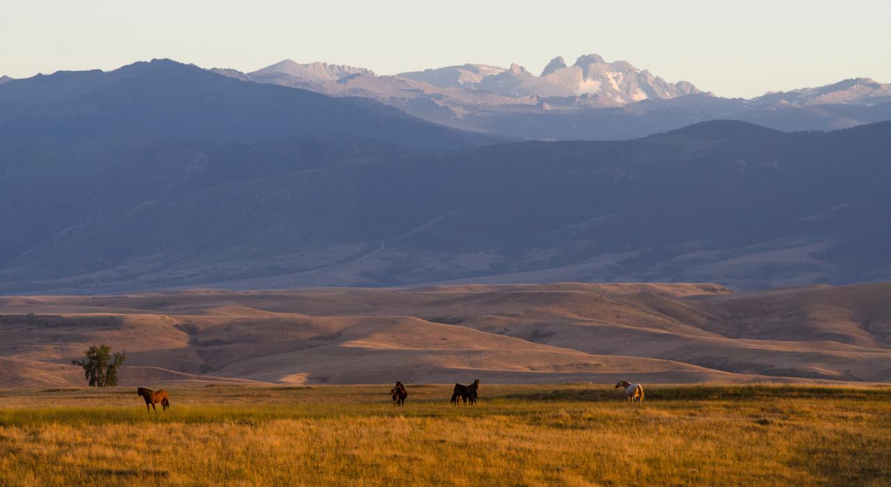 马群游荡在比格霍恩山附近的山谷中