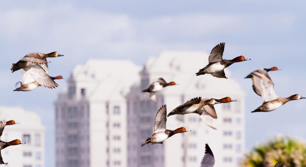 Redhead ducks wintering in the natural island habitat