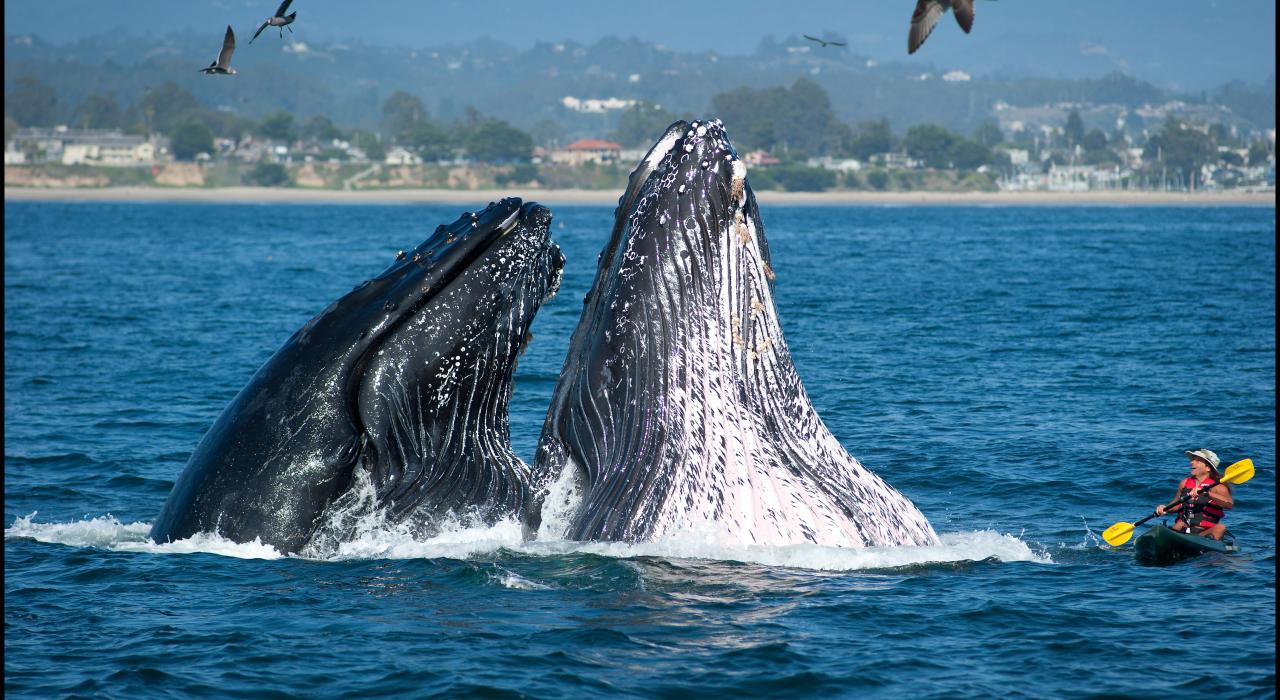Kayak outing brings a close-up encounter with humpback whales