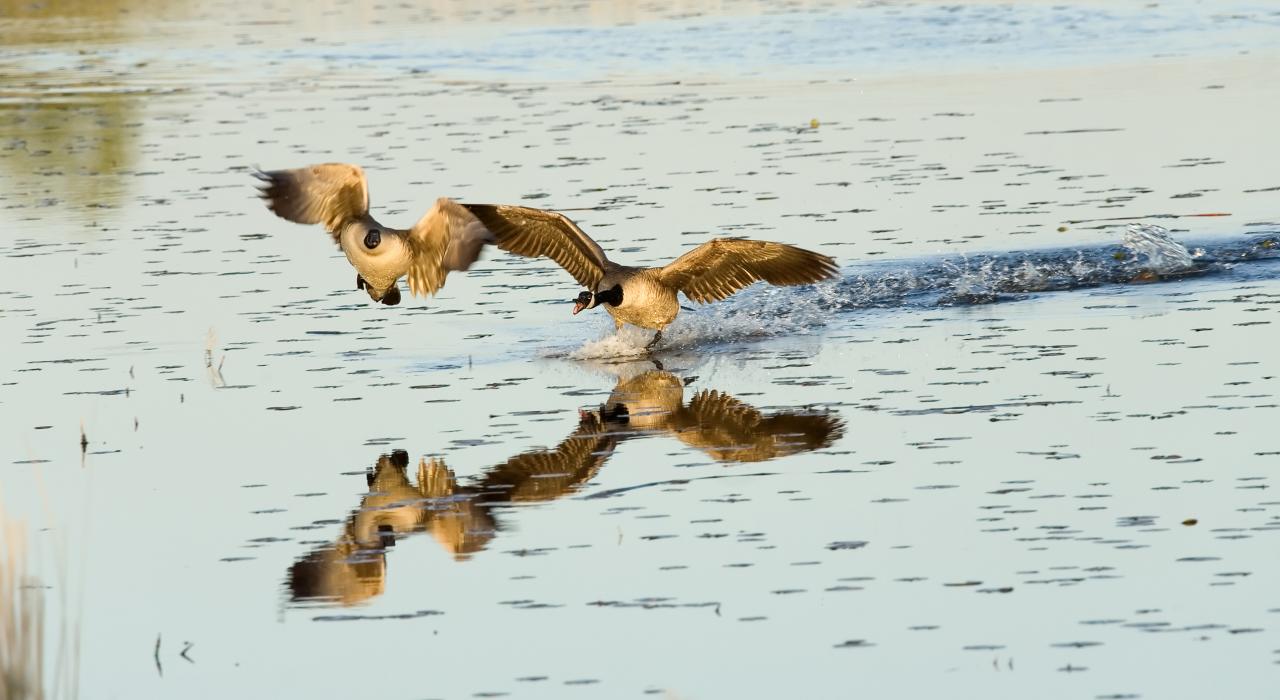 蒙特苏马国家野生动物保护区内的大雁翱翔于天