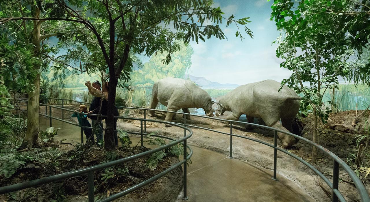 Leisurely stroll through dinosaur exhibits