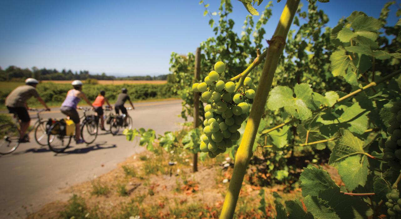 骑车穿行于 Ankeny Vineyard 酒厂