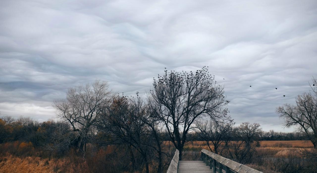 在普拉特河附近飞行的鸟群