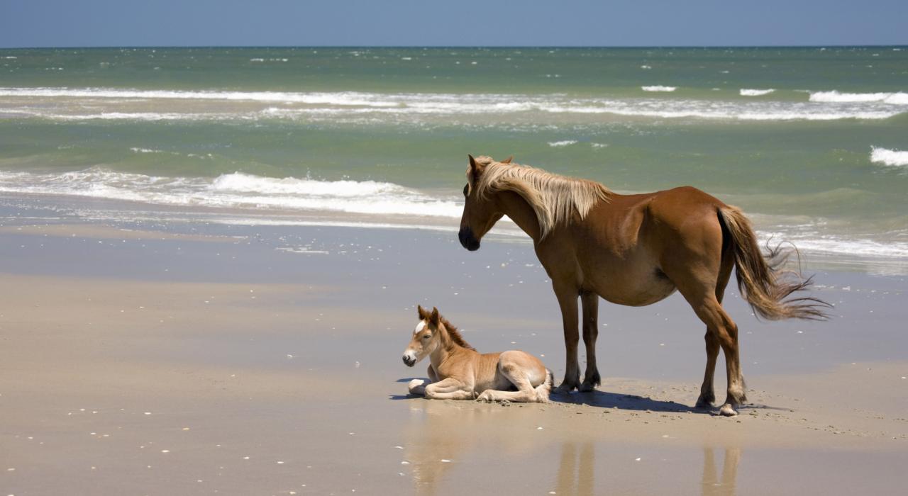 一匹外滩野马和她的小马驹在海边休息