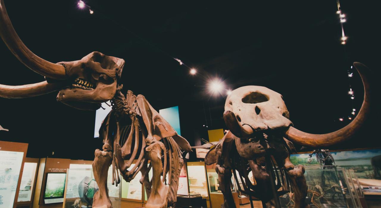 Artifacts at the University of Michigan Museum of Natural History 