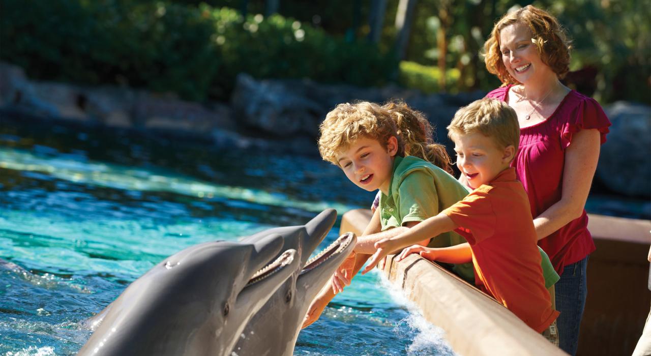 Dolphin encounters at SeaWorld San Diego 