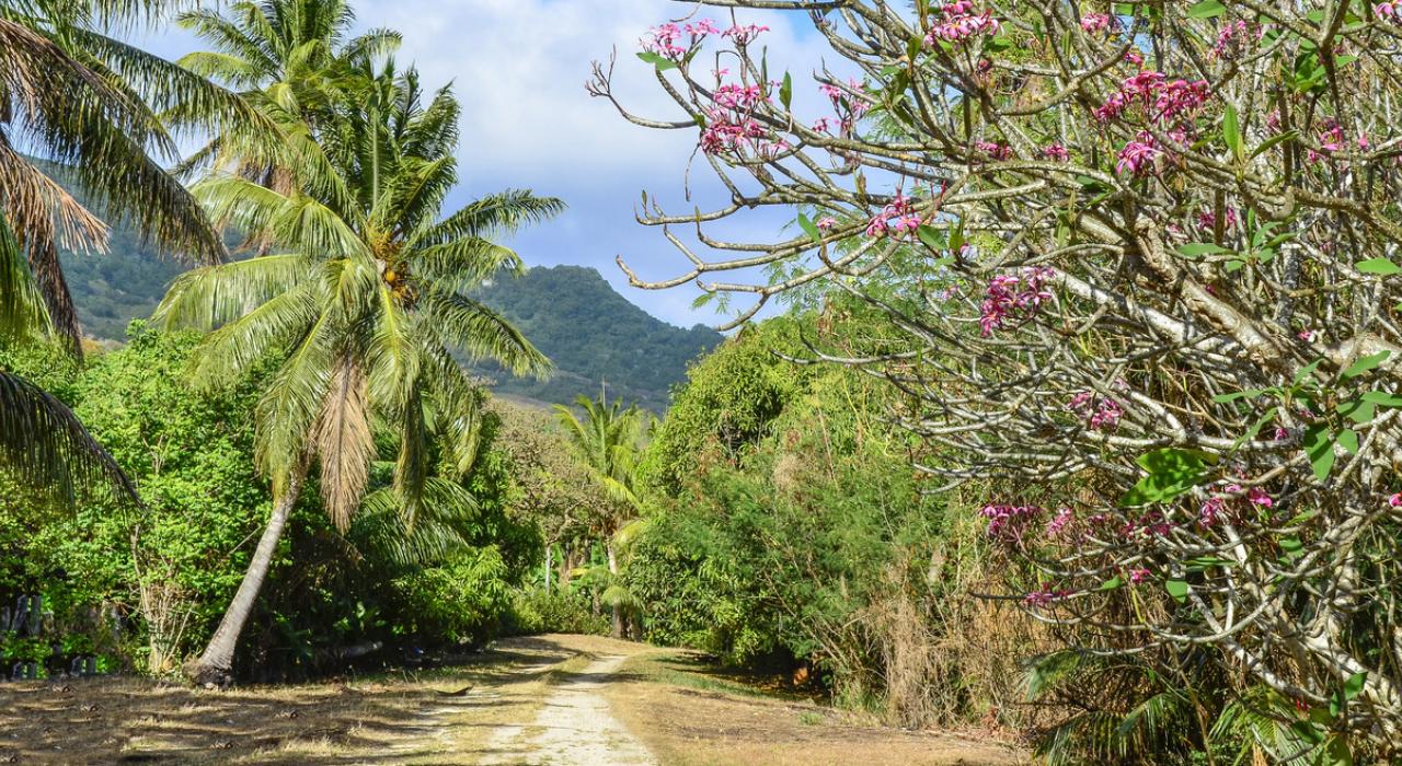 一直通向高山的乡村小路