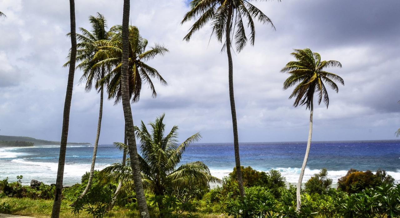 穿过棕榈树，欣赏无边的蔚蓝大海