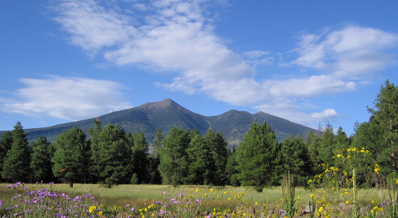 亚利桑那州最高峰汉弗莱斯峰下的野花地与树林