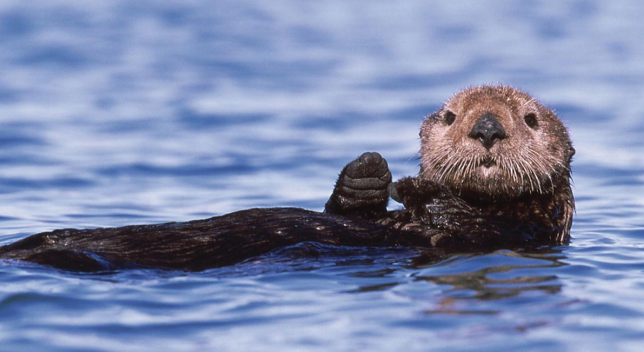 不容错过的与友好的海獭拍照的机会