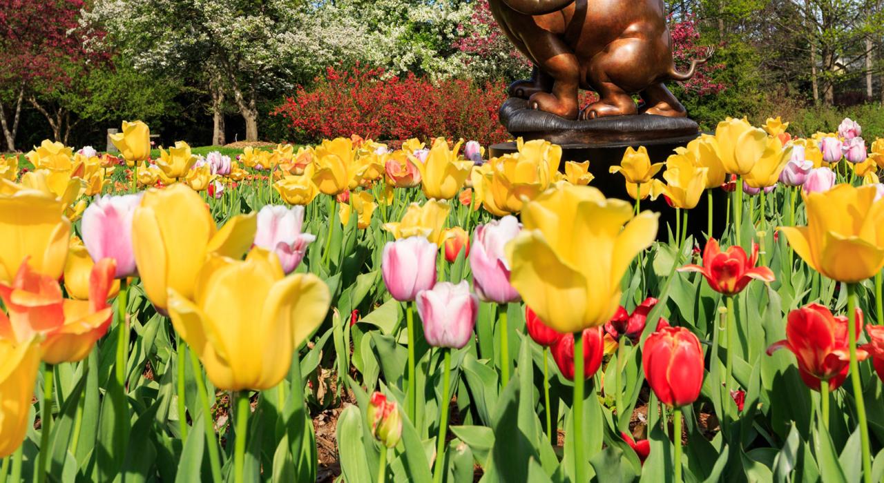 Tulips in bloom at Dow Gardens