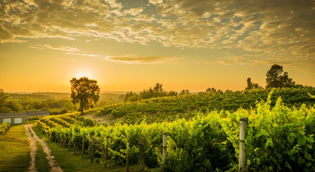 特拉弗斯葡萄酒海岸 (Traverse Wine Coast) 的葡萄园里,黄昏下一排排整齐的葡萄藤 特拉弗斯葡萄酒海岸 (Traverse Wine Coast) 的葡萄园里,黄昏下一排排整齐的葡萄藤
