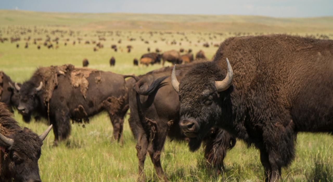 野牛群在达勒姆牧场的草原上漫步