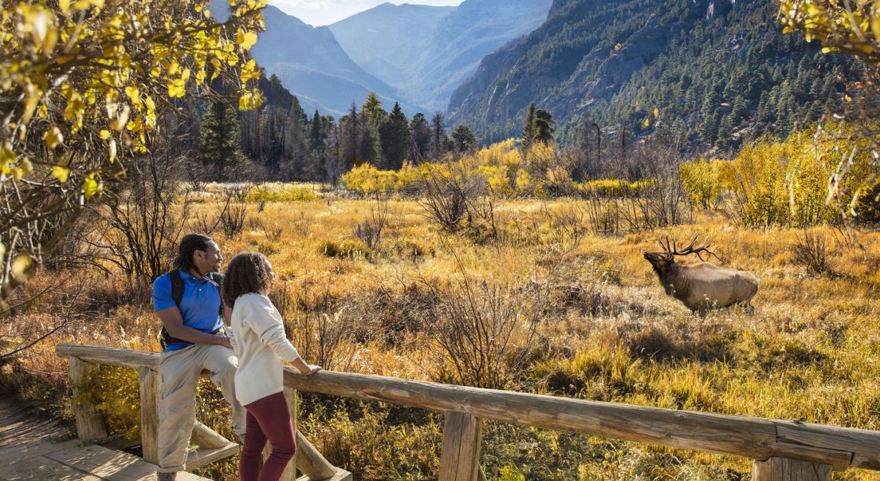 Watching an elk roaming amid mountain vistas  Watching an elk roaming amid mountain vistas