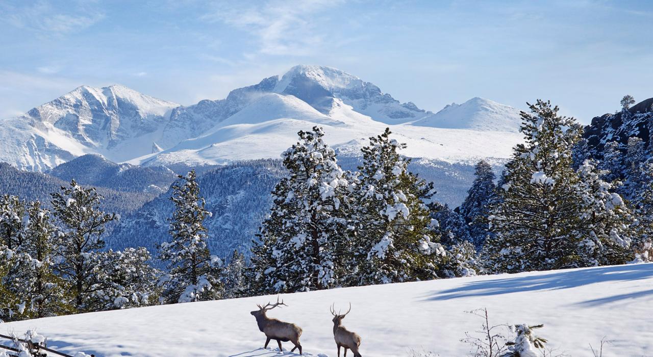 With views of Longs Peak, two elk wandering snow-covered MacGregor Ranch land With views of Longs Peak, two elk wandering snow-covered MacGregor Ranch land
