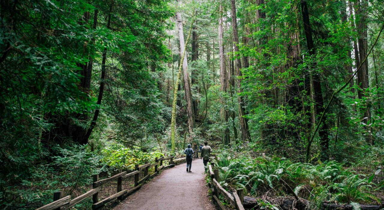 在穆尔森林国家公园沿小径穿越密集的红木森林