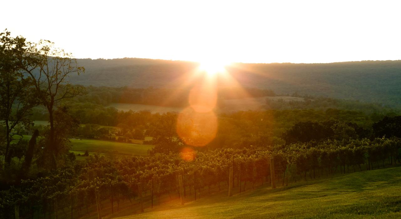 夕阳下的劳顿县葡萄园