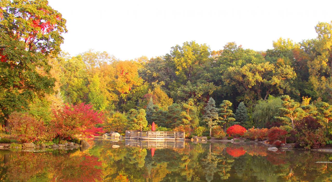 安德森日本花园内色彩绚烂的落叶