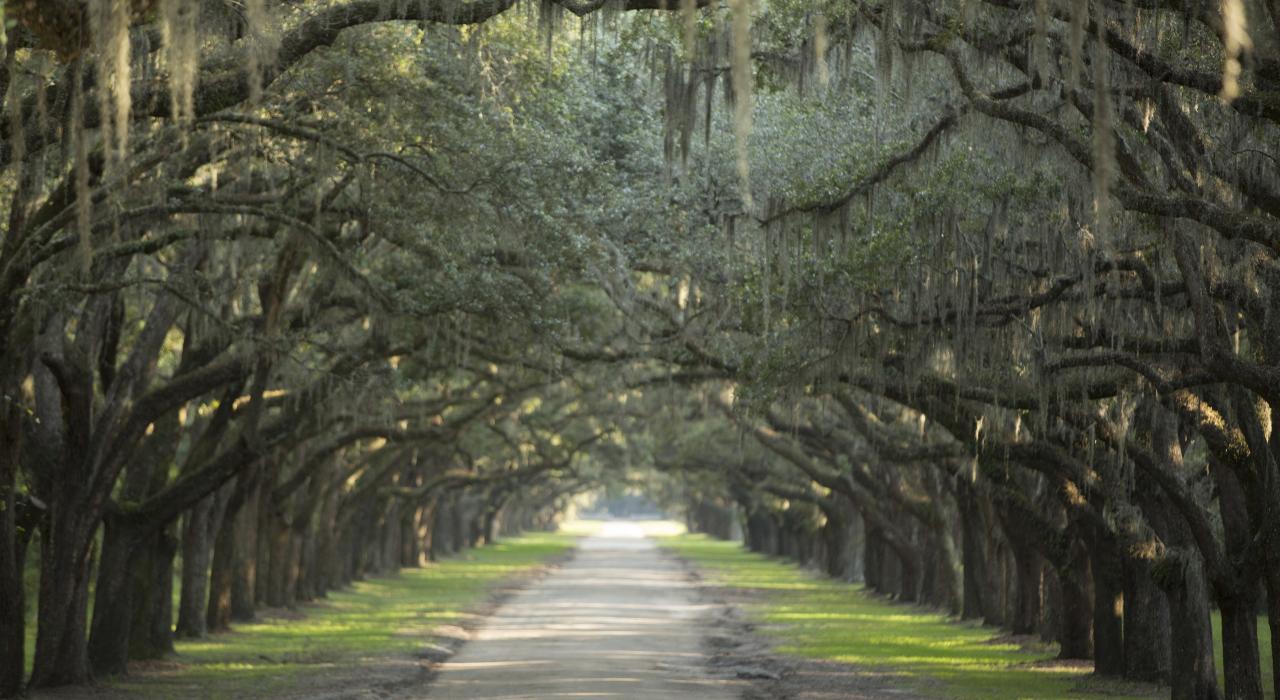 沃尔姆斯罗州立历史遗迹内两旁橡树林立的车道