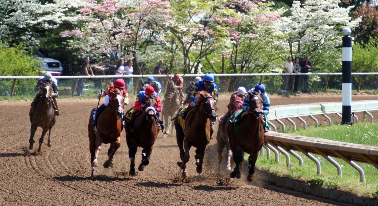 在肯塔基赛马会上观赏出色的纯种赛马