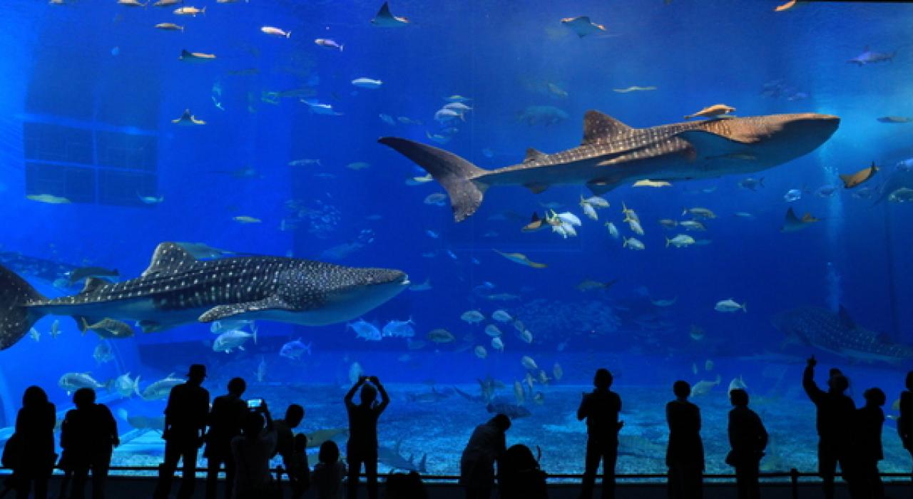 亚特兰大佐治亚水族馆