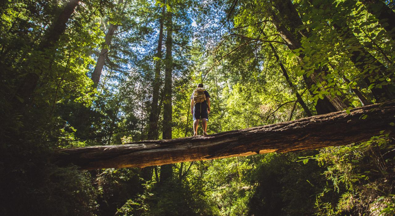 在加利福尼亚州的大盆地红木州立公园徒步旅行