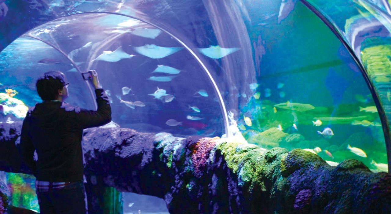 在奥本山附近的 Sea Life Michigan Aquarium 水族馆探索令人着迷的水下世界 在奥本山附近的 Sea Life Michigan Aquarium 水族馆探索令人着迷的水下世界