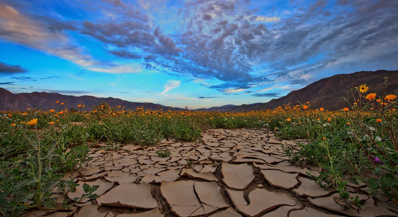安沙波利哥沙漠州立公园日出