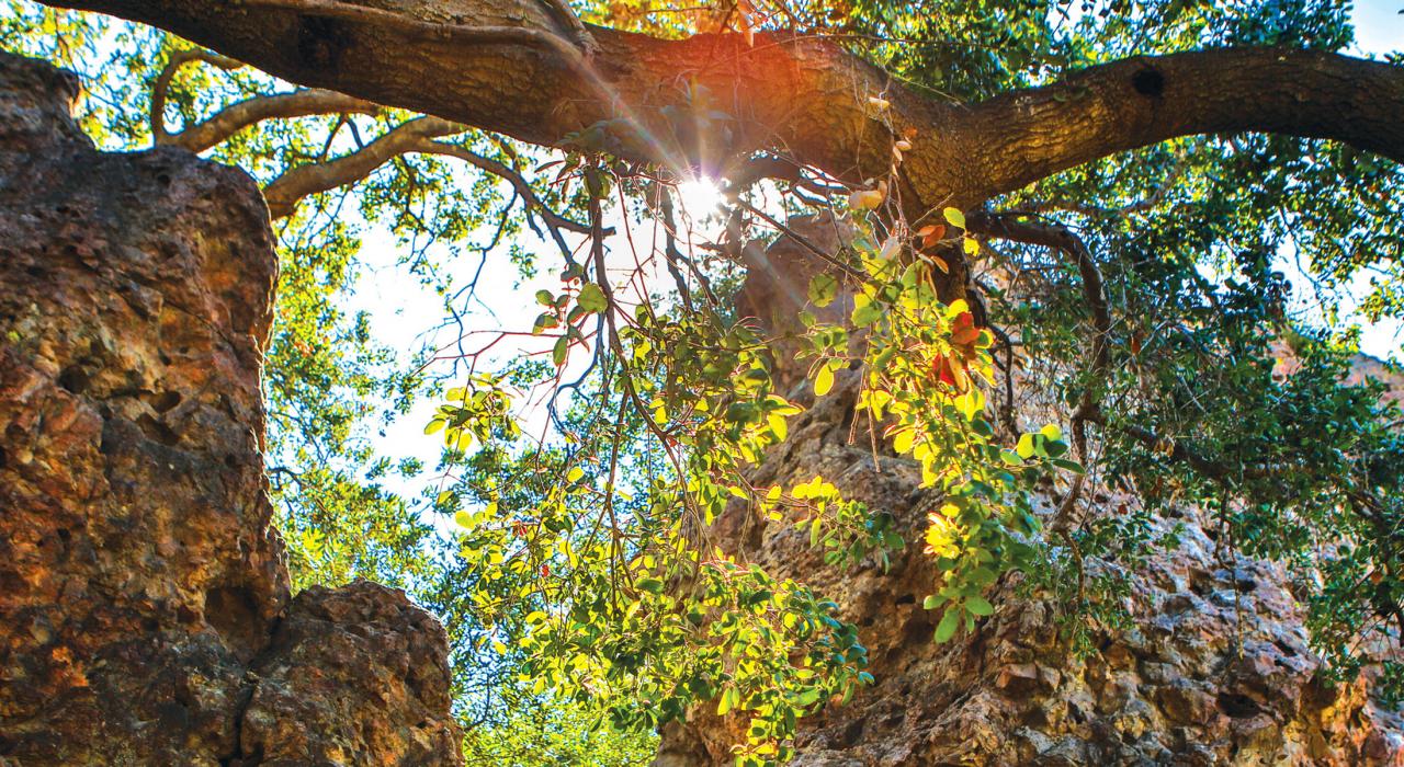 阳光穿过树林照射在丛林公园的徒步小径上 阳光穿过树林照射在丛林公园的徒步小径上