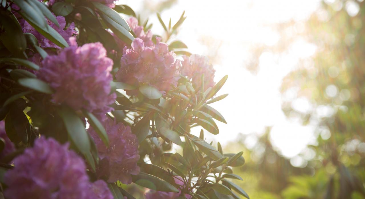 春季在密歇根盛开的花