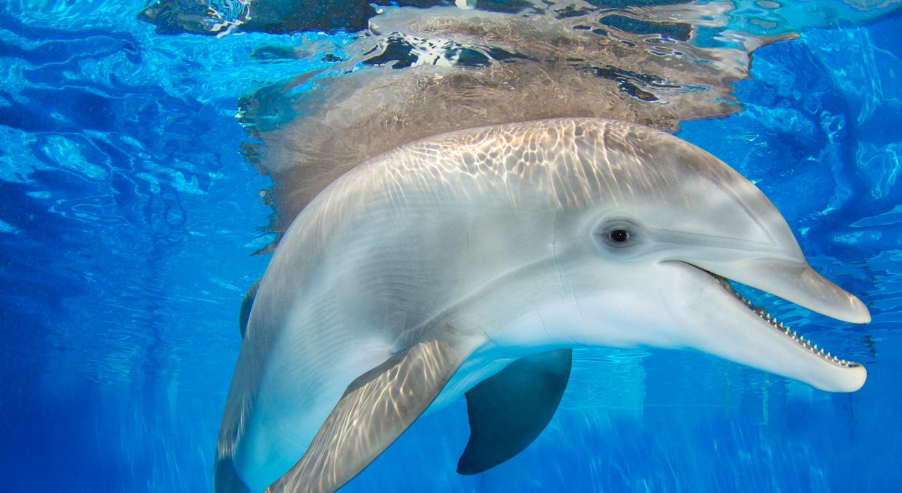 在克利尔沃特海洋水族馆见海豚温特