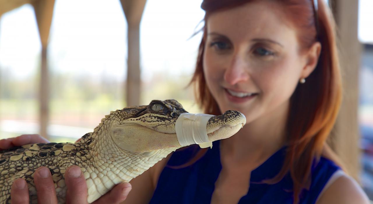 安妮•米勒之子沼泽之旅游客与鳄鱼幼崽亲密接触
