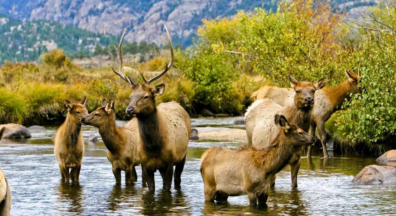 麋鹿们在落基山国家公园饮水