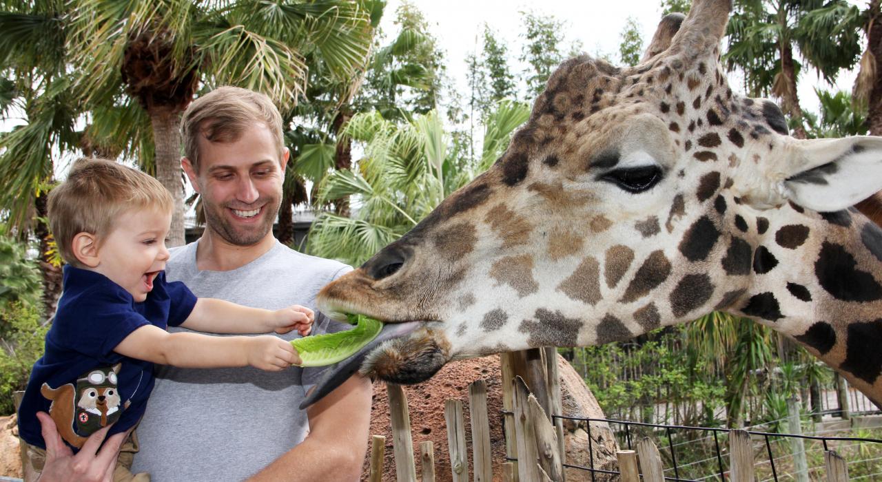 在劳瑞公园动物园喂长颈鹿