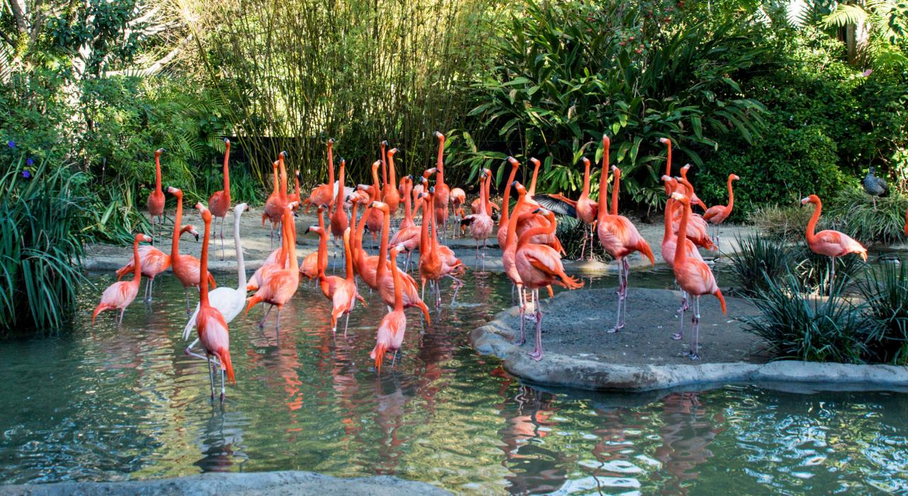 我在参加圣地亚哥动物园的“贵宾专享体验”