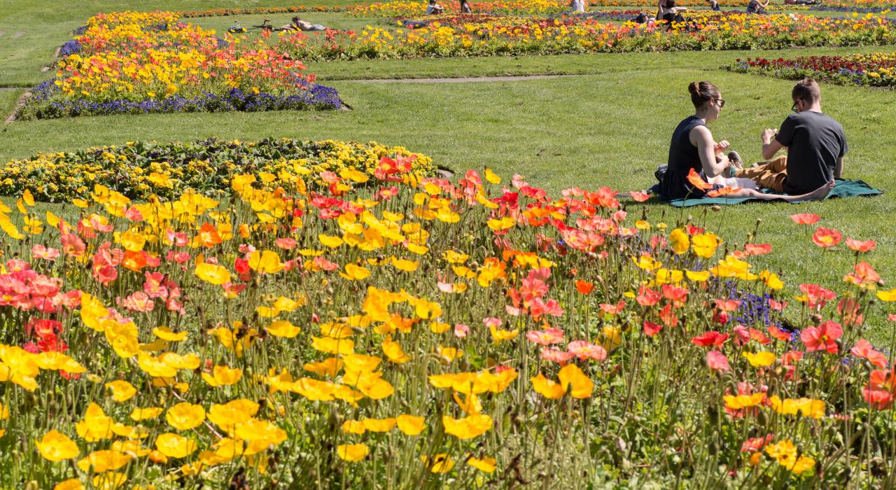 在金门公园的美丽草地上野餐