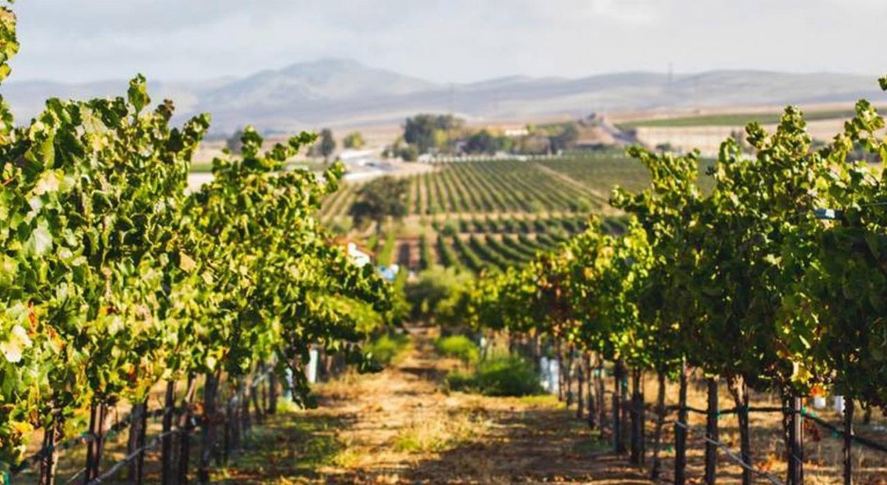 利弗莫尔谷（Livermore Valley）葡萄酒乡的葡萄园中绵延起伏的群山